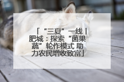 “三夏”一线丨肥城：探索“菌果蔬”轮作模式 助力农民增收致富