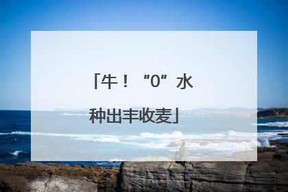 牛！“0”水种出丰收麦
