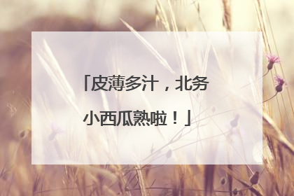 皮薄多汁，北务小西瓜熟啦！