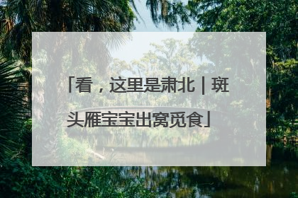 看，这里是肃北｜斑头雁宝宝出窝觅食