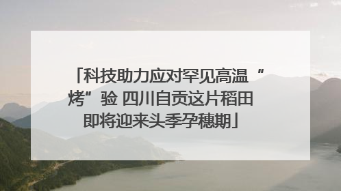 科技助力应对罕见高温“烤”验 四川自贡这片稻田即将迎来头季孕穗期
