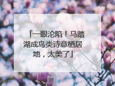 一眼沦陷！马踏湖成鸟类诗意栖居地，太美了