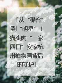 从“稀客”到“明星”！猫头鹰“一家四口”安家杭州植物园背后的守护
