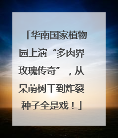 华南国家植物园上演“多肉界玫瑰传奇”，从呆萌树干到炸裂种子全是戏！