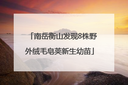 南岳衡山发现8株野外绒毛皂荚新生幼苗