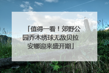 值得一看！郊野公园乔木绣球无敌贝拉安娜迎来盛开期