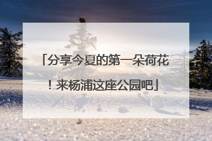 分享今夏的第一朵荷花！来杨浦这座公园吧