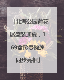 北海公园荷花展盛装迎夏，169盆珍贵碗莲同步亮相