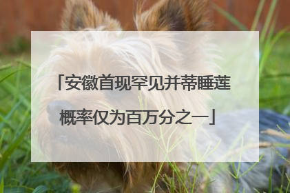 安徽首现罕见并蒂睡莲 概率仅为百万分之一