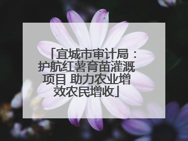 宜城市审计局：护航红薯育苗灌溉项目 助力农业增效农民增收
