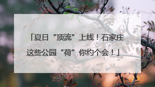 夏日“顶流”上线！石家庄这些公园“荷”你约个会！