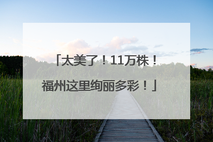 太美了！11万株！福州这里绚丽多彩！