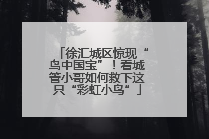 徐汇城区惊现“鸟中国宝”！看城管小哥如何救下这只“彩虹小鸟”