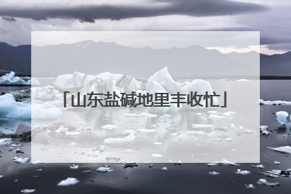 山东盐碱地里丰收忙