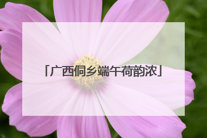 广西侗乡端午荷韵浓