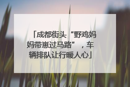 成都街头“野鸡妈妈带崽过马路”，车辆排队让行暖人心