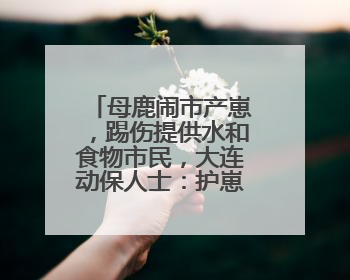 母鹿闹市产崽，踢伤提供水和食物市民，大连动保人士：护崽心切，正在想法送回山里