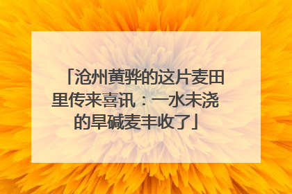 沧州黄骅的这片麦田里传来喜讯：一水未浇的旱碱麦丰收了