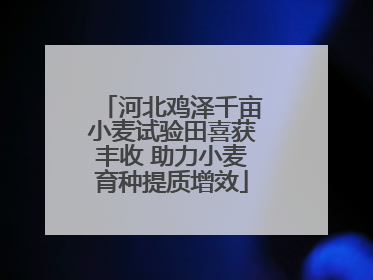 河北鸡泽千亩小麦试验田喜获丰收 助力小麦育种提质增效