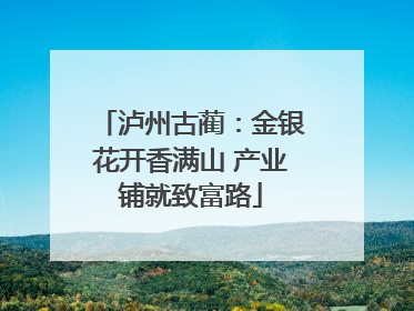 泸州古蔺：金银花开香满山 产业铺就致富路
