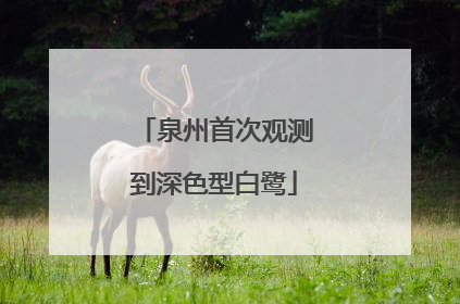 泉州首次观测到深色型白鹭