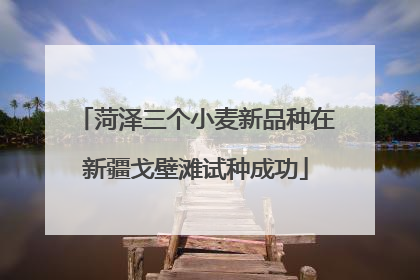 菏泽三个小麦新品种在新疆戈壁滩试种成功