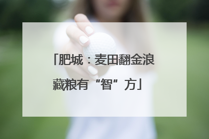 肥城：麦田翻金浪藏粮有“智”方