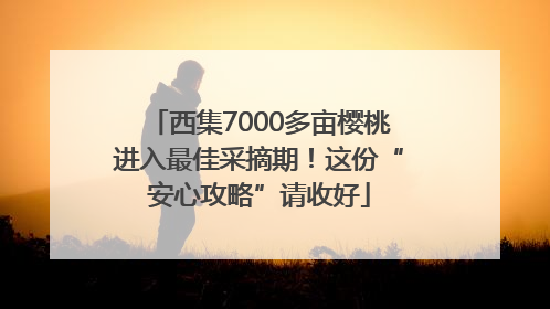 西集7000多亩樱桃进入最佳采摘期！这份“安心攻略”请收好
