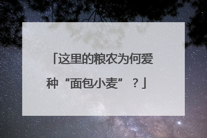 这里的粮农为何爱种“面包小麦”？