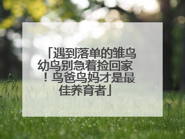 遇到落单的雏鸟幼鸟别急着捡回家！鸟爸鸟妈才是最佳养育者