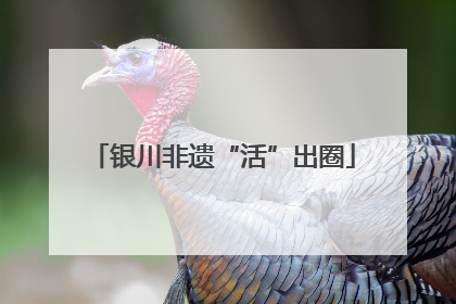 银川非遗“活”出圈