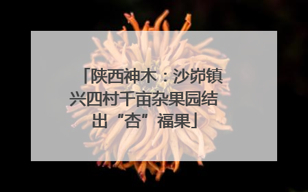 陕西神木：沙峁镇兴四村千亩杂果园结出“杏”福果