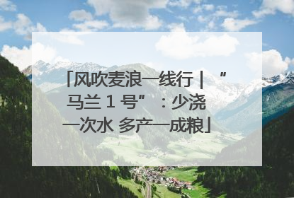 风吹麦浪一线行｜“马兰 1 号”：少浇一次水 多产一成粮