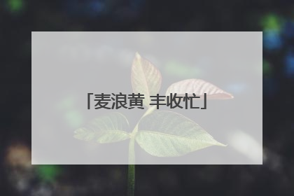 麦浪黄 丰收忙
