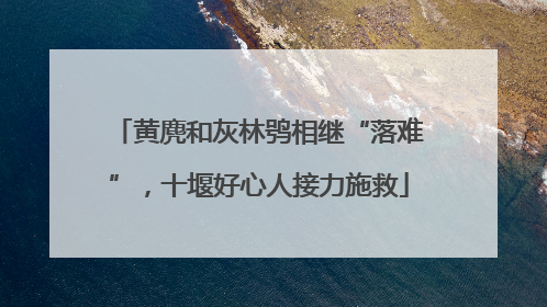 黄麂和灰林鸮相继“落难”，十堰好心人接力施救