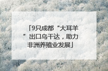 9只成都“大耳羊”出口乌干达，助力非洲养殖业发展
